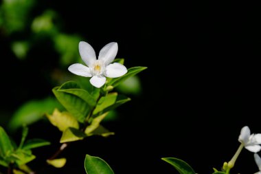Parlak gün ışığında açan beyaz çiçek.
