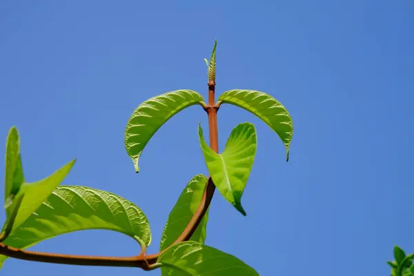Zblízka Rostliny Zelenými Listy Rostoucí Venku — Stock fotografie