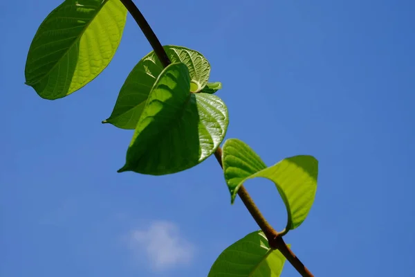 Zbliżenie Roślin Zielonymi Liśćmi Rosnącymi Zewnątrz — Zdjęcie stockowe