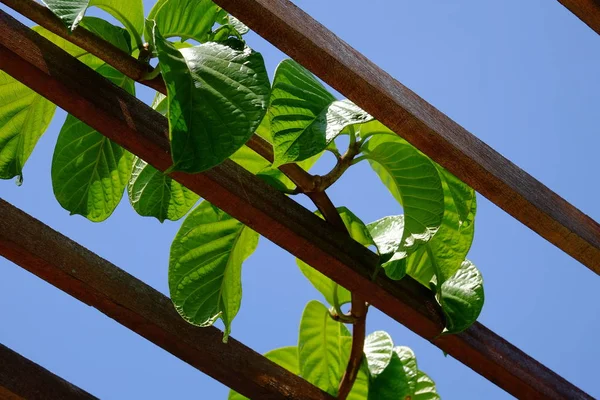 Zblízka Rostliny Zelenými Listy Rostoucí Venku — Stock fotografie