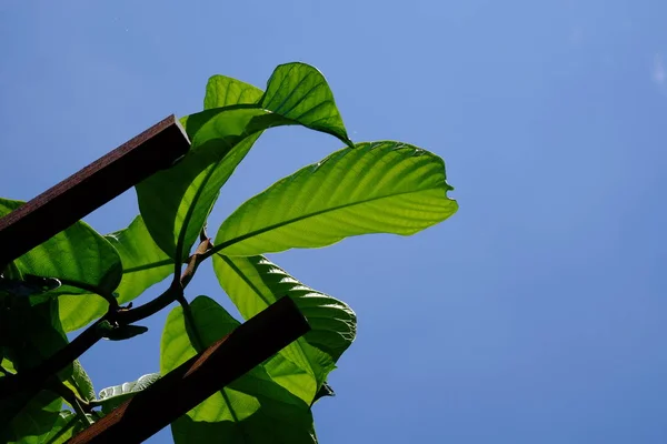Närbild Växt Med Gröna Blad Växer Utomhus — Stockfoto