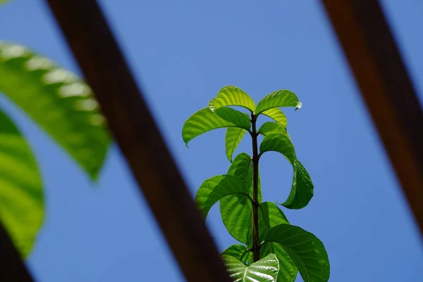 Close Planta Com Folhas Verdes Crescendo Livre — Fotografia de Stock