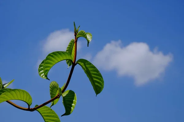 Närbild Växt Med Gröna Blad Växer Utomhus — Stockfoto