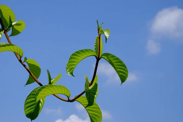 Närbild Växt Med Gröna Blad Växer Utomhus — Stockfoto