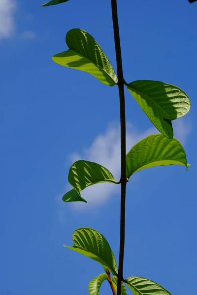 Närbild Växt Med Gröna Blad Växer Utomhus — Stockfoto