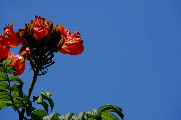 屋外の植物の開花の近景 — ストック写真