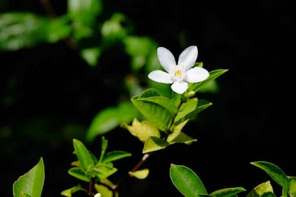 Flor Blanca Floreciendo Luz Del Sol Brillante —  Fotos de Stock