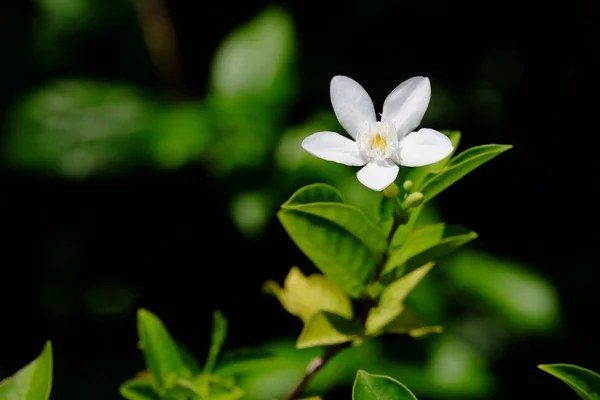 Weiße Blume Blüht Hellen Sonnenlicht — Stockfoto