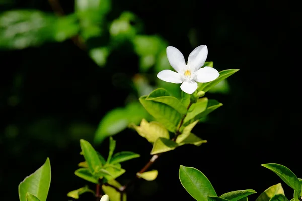 Parlak Gün Işığında Açan Beyaz Çiçek — Stok fotoğraf