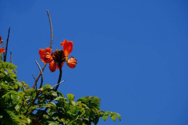 Açık havada çiçek açan bitkilerin yakın görüntüsü