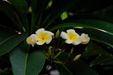 Ağaçta açan beyaz tropikal çiçekler