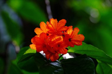 Açık havada çiçek açan bitkilerin yakın görüntüsü