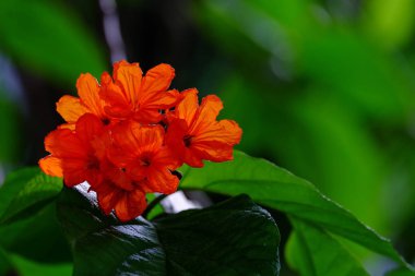 Açık havada çiçek açan bitkilerin yakın görüntüsü