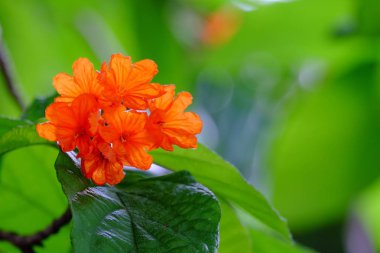 Açık havada çiçek açan bitkilerin yakın görüntüsü