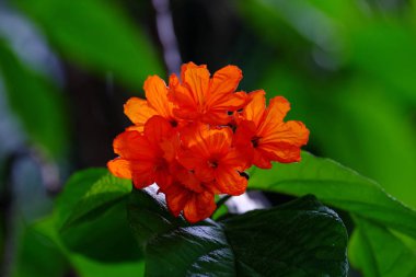 Açık havada çiçek açan bitkilerin yakın görüntüsü