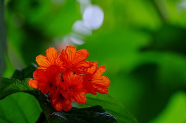 Açık havada çiçek açan bitkilerin yakın görüntüsü