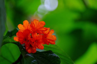 Açık havada çiçek açan bitkilerin yakın görüntüsü