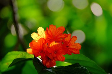 Açık havada çiçek açan bitkilerin yakın görüntüsü