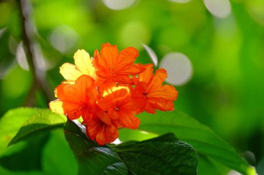 Açık havada çiçek açan bitkilerin yakın görüntüsü