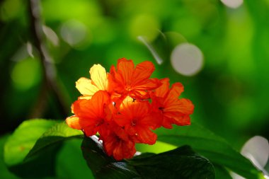 Açık havada çiçek açan bitkilerin yakın görüntüsü