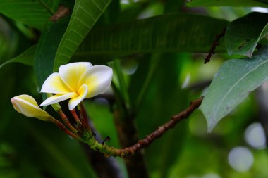 Açık havada çiçek açan bitkilerin yakın görüntüsü