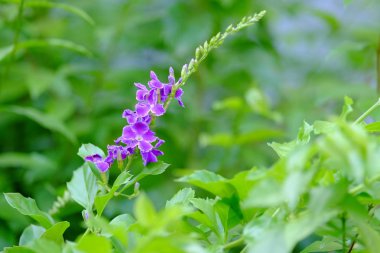 Yeşil yaprakları ile güzel mor çiçek buketi