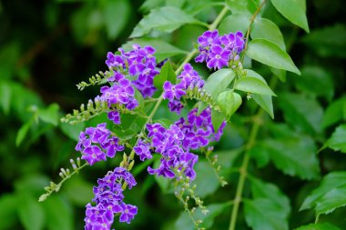 Yeşil yaprakları ile güzel mor çiçek buketi