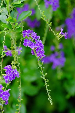 Yeşil yaprakları ile güzel mor çiçek buketi