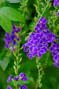 Yeşil yaprakları ile güzel mor çiçek buketi