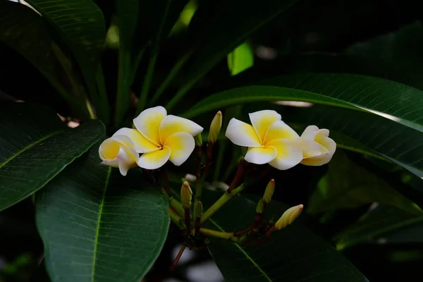 Flores Tropicales Blancas Floreciendo Árbol —  Fotos de Stock