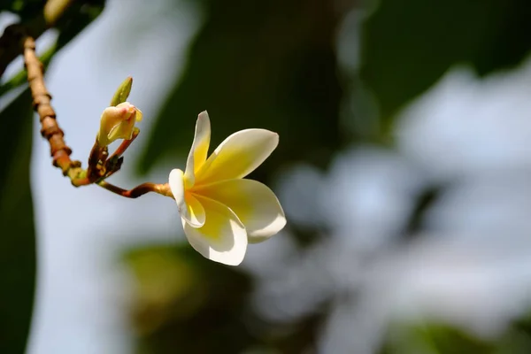 Närbild Blommande Växter Utomhus — Stockfoto