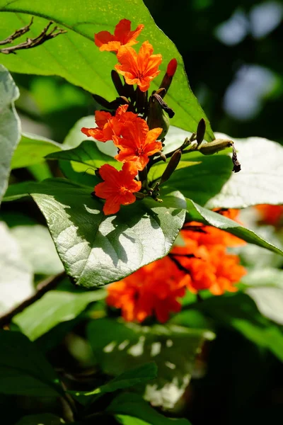 Fechar Vista Plantas Florescendo Livre — Fotografia de Stock