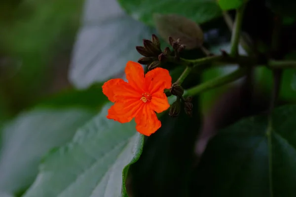 Fechar Vista Plantas Florescendo Livre — Fotografia de Stock