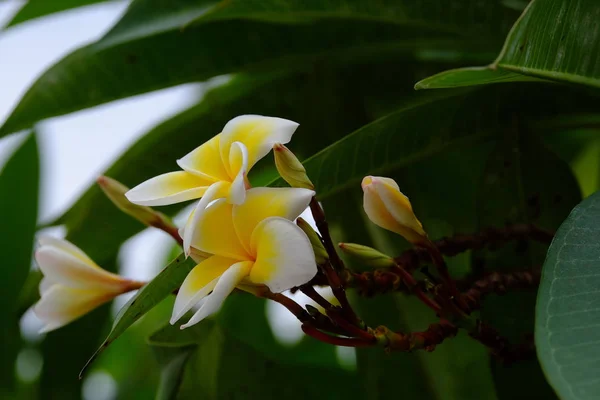 Vista Cercana Las Plantas Flor Aire Libre — Foto de Stock