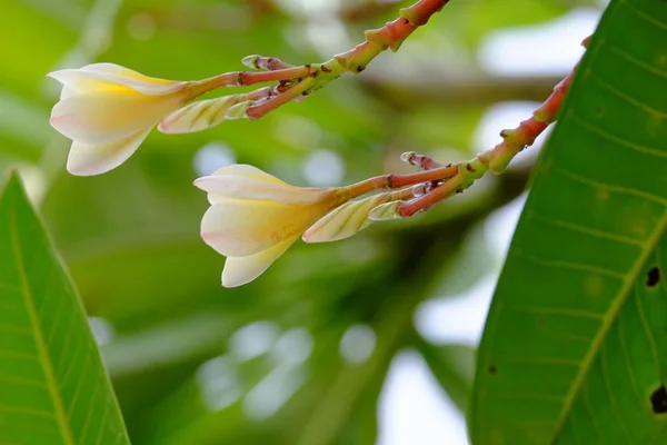 Närbild Blommande Växter Utomhus — Stockfoto