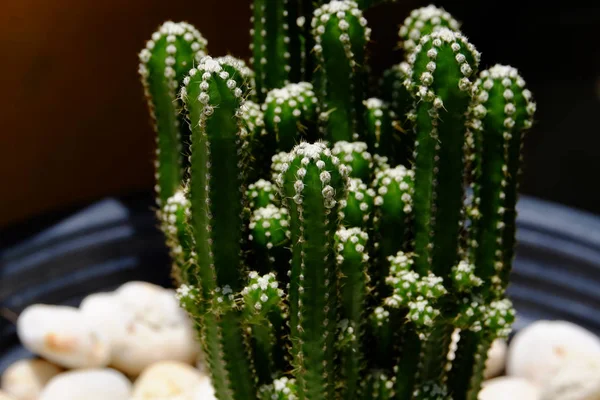 Close Cacti Growing Pot — Stock Photo, Image