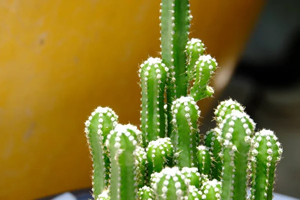 Primer Plano Los Cactus Que Crecen Maceta —  Fotos de Stock