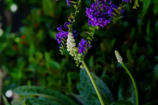 Vívidas Flores Púrpuras Exuberante Arbusto Verde — Foto de Stock