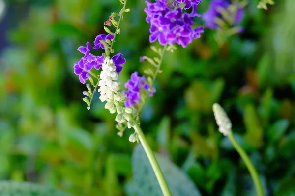 Flores Roxas Vívidas Arbusto Verde Exuberante — Fotografia de Stock