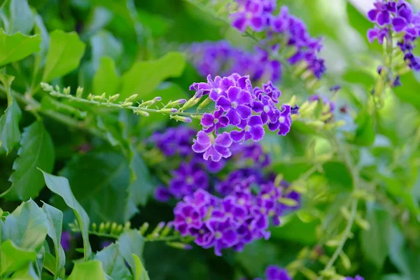 Bellissimo Mazzo Fiori Viola Con Foglie Verdi — Foto Stock