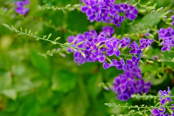 Яскраві Фіолетові Квіти Пишному Зеленому Кущі — стокове фото