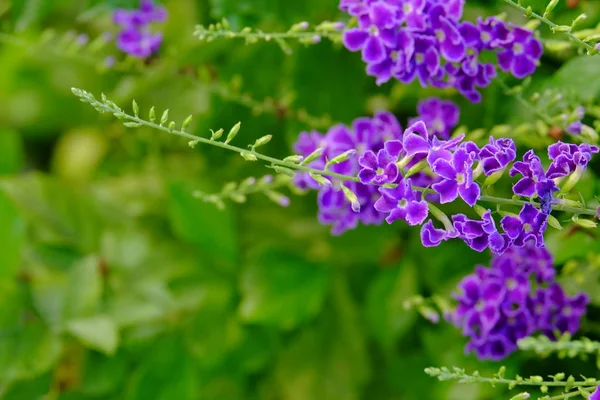 Hermoso Ramo Flores Púrpura Con Hojas Verdes — Foto de Stock