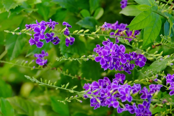 Яскраві Фіолетові Квіти Пишному Зеленому Кущі — стокове фото