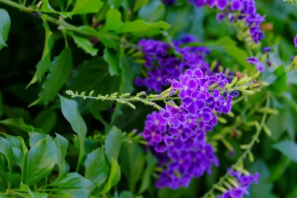 Яркие Фиолетовые Цветы Пышных Зеленых Кустах — стоковое фото