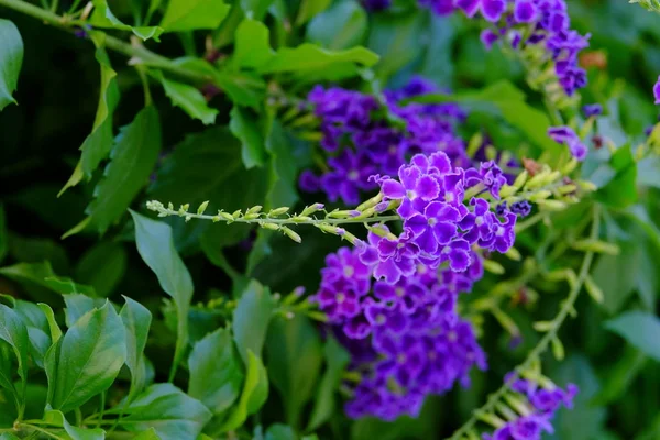 Vívidas Flores Púrpuras Exuberante Arbusto Verde — Foto de Stock