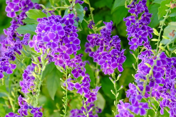 Hermoso Ramo Flores Púrpura Con Hojas Verdes — Foto de Stock