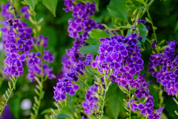 Beautiful Purple Flower Bouquet Green Leaves — Stock Photo, Image