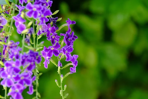 Hermoso Ramo Flores Púrpura Con Hojas Verdes — Foto de Stock