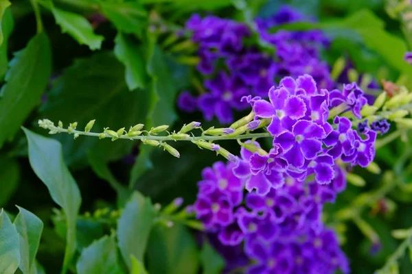 Vívidas Flores Púrpuras Exuberante Arbusto Verde — Foto de Stock