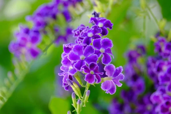 Vivid Purple Flowers Lush Green Bush — Stock Photo, Image